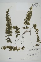 薄葉孔雀鐵角蕨、邊孢鐵角蕨藏品圖，第1張