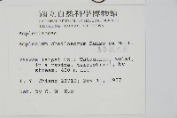 薄葉孔雀鐵角蕨、邊孢鐵角蕨藏品圖，第2張