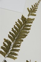 薄葉孔雀鐵角蕨、邊孢鐵角蕨藏品圖，第3張