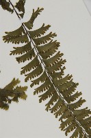 薄葉孔雀鐵角蕨、邊孢鐵角蕨藏品圖，第4張