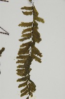 薄葉孔雀鐵角蕨、邊孢鐵角蕨藏品圖，第5張