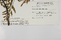 大黑柄鐵角蕨、黃鱗鐵角蕨、大羽鐵角蕨藏品圖，第2張