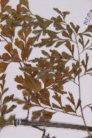 大黑柄鐵角蕨、黃鱗鐵角蕨、大羽鐵角蕨藏品圖，第3張