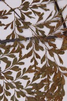 大黑柄鐵角蕨、黃鱗鐵角蕨、大羽鐵角蕨藏品圖，第5張