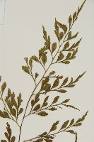 大黑柄鐵角蕨、黃鱗鐵角蕨、大羽鐵角蕨藏品圖，第3張