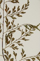 大黑柄鐵角蕨、黃鱗鐵角蕨、大羽鐵角蕨藏品圖，第4張