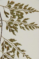 大黑柄鐵角蕨、黃鱗鐵角蕨、大羽鐵角蕨藏品圖，第5張