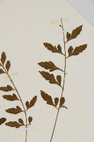 裂葉鐵角蕨藏品圖，第3張