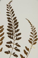 裂葉鐵角蕨藏品圖，第4張