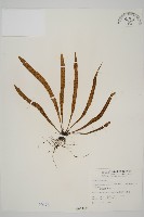 劍葉鐵角蕨、箭葉鐵角蕨藏品圖，第1張