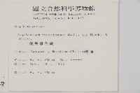 劍葉鐵角蕨、箭葉鐵角蕨藏品圖，第2張