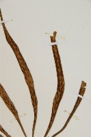 劍葉鐵角蕨、箭葉鐵角蕨藏品圖，第3張