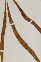 劍葉鐵角蕨、箭葉鐵角蕨藏品圖，第4張