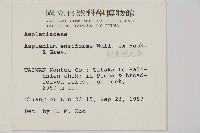 劍葉鐵角蕨、箭葉鐵角蕨藏品圖，第2張