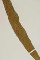 劍葉鐵角蕨、箭葉鐵角蕨藏品圖，第4張