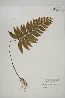 剪葉鐵角蕨藏品圖，第1張