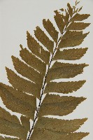 剪葉鐵角蕨藏品圖，第3張