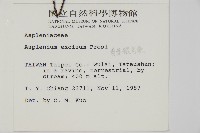 剪葉鐵角蕨藏品圖，第2張