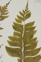 剪葉鐵角蕨藏品圖，第3張