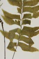 剪葉鐵角蕨藏品圖，第4張