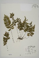 剪葉鐵角蕨藏品圖，第1張