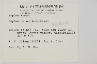 剪葉鐵角蕨藏品圖，第2張