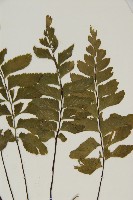 剪葉鐵角蕨藏品圖，第3張