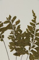 剪葉鐵角蕨藏品圖，第4張