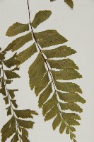 剪葉鐵角蕨藏品圖，第5張