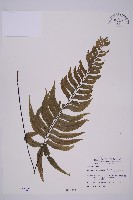 剪葉鐵角蕨藏品圖，第1張