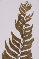 剪葉鐵角蕨藏品圖，第3張
