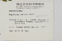 剪葉鐵角蕨藏品圖，第2張