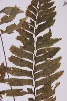 剪葉鐵角蕨藏品圖，第3張