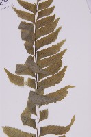 剪葉鐵角蕨藏品圖，第4張