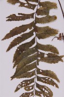 剪葉鐵角蕨藏品圖，第5張