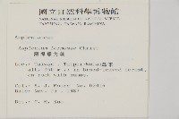 南海鐵角蕨藏品圖，第2張