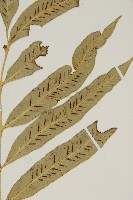 南海鐵角蕨藏品圖，第3張