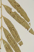 南海鐵角蕨藏品圖，第4張