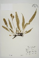 南海鐵角蕨藏品圖，第1張