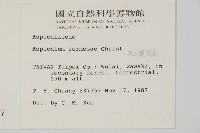 南海鐵角蕨藏品圖，第2張