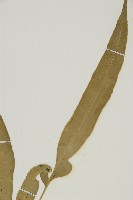 南海鐵角蕨藏品圖，第3張