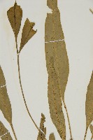 南海鐵角蕨藏品圖，第4張