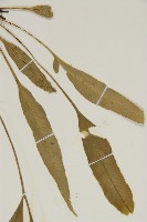 南海鐵角蕨藏品圖，第5張