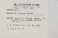 南海鐵角蕨藏品圖，第5張