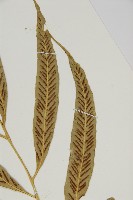 南海鐵角蕨藏品圖，第6張