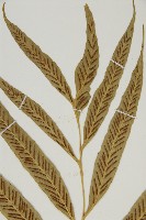 南海鐵角蕨藏品圖，第7張