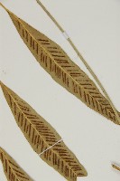 南海鐵角蕨藏品圖，第8張