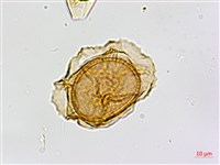 南海鐵角蕨藏品圖，第3張