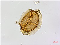 南海鐵角蕨藏品圖，第4張