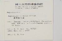 南海鐵角蕨藏品圖，第2張